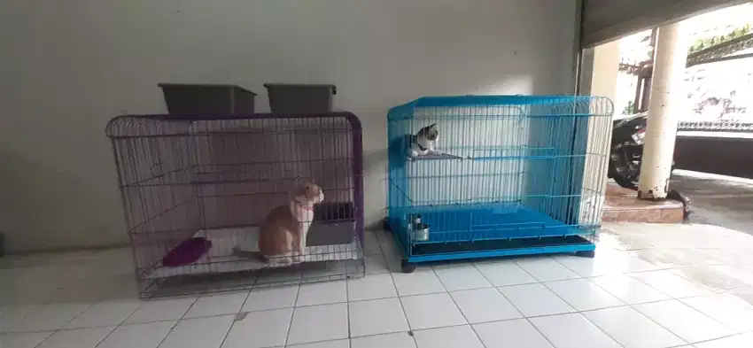 Penitipan kucing