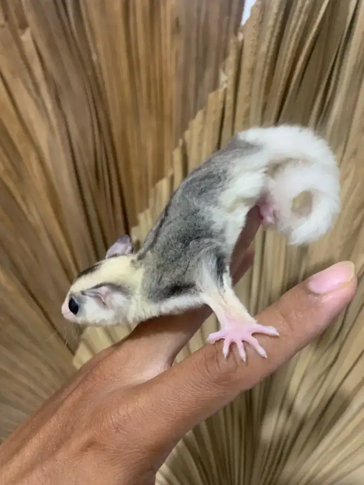 Sugarglider mozaic