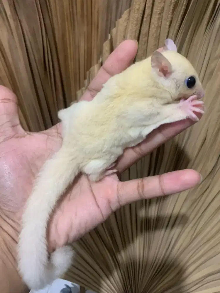 Leucistic betina