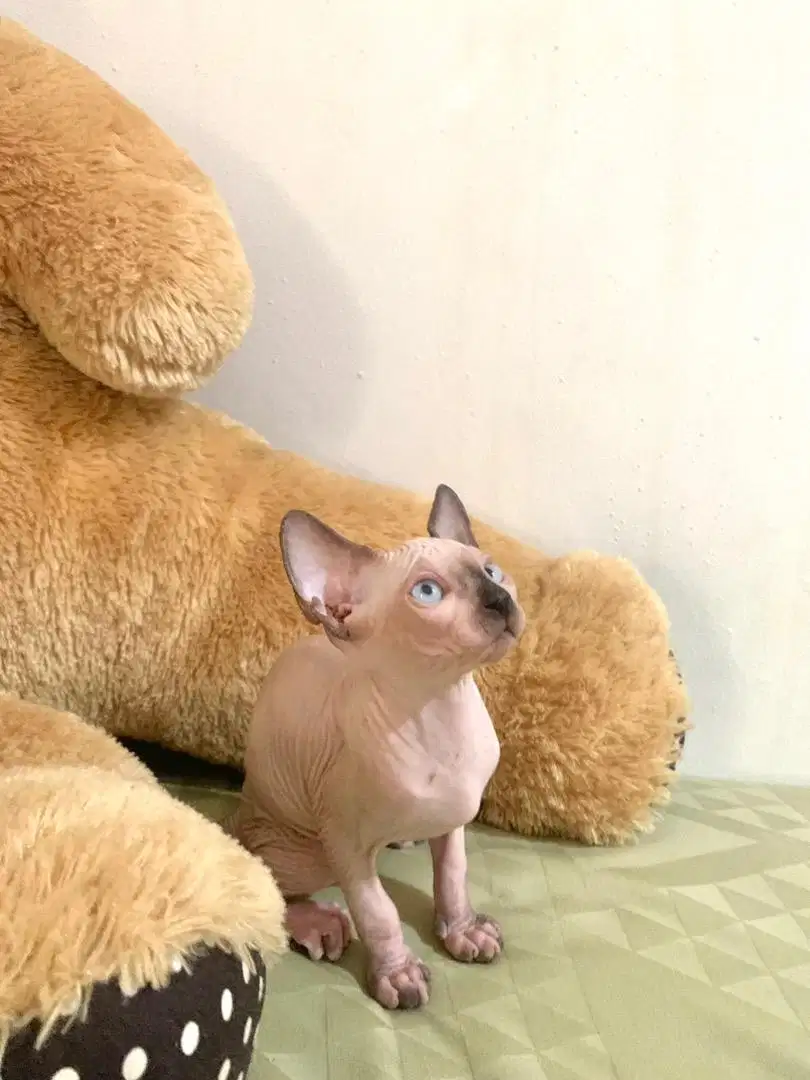 Kucing Sphynx Jantan