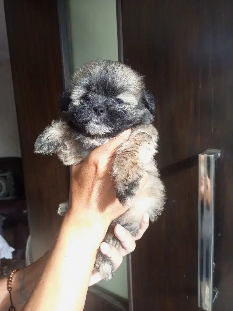 Puppy Shipom jantan