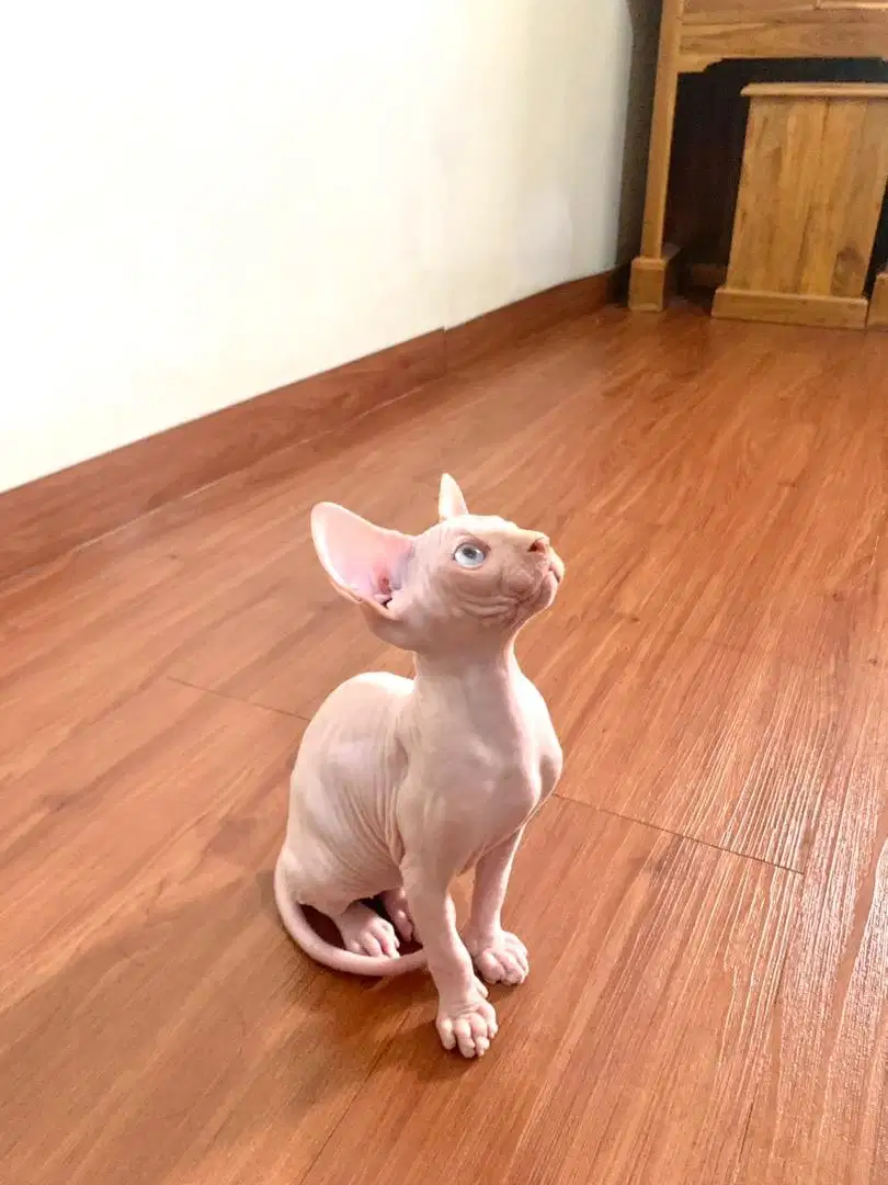 Kucing Sphynx Jantan