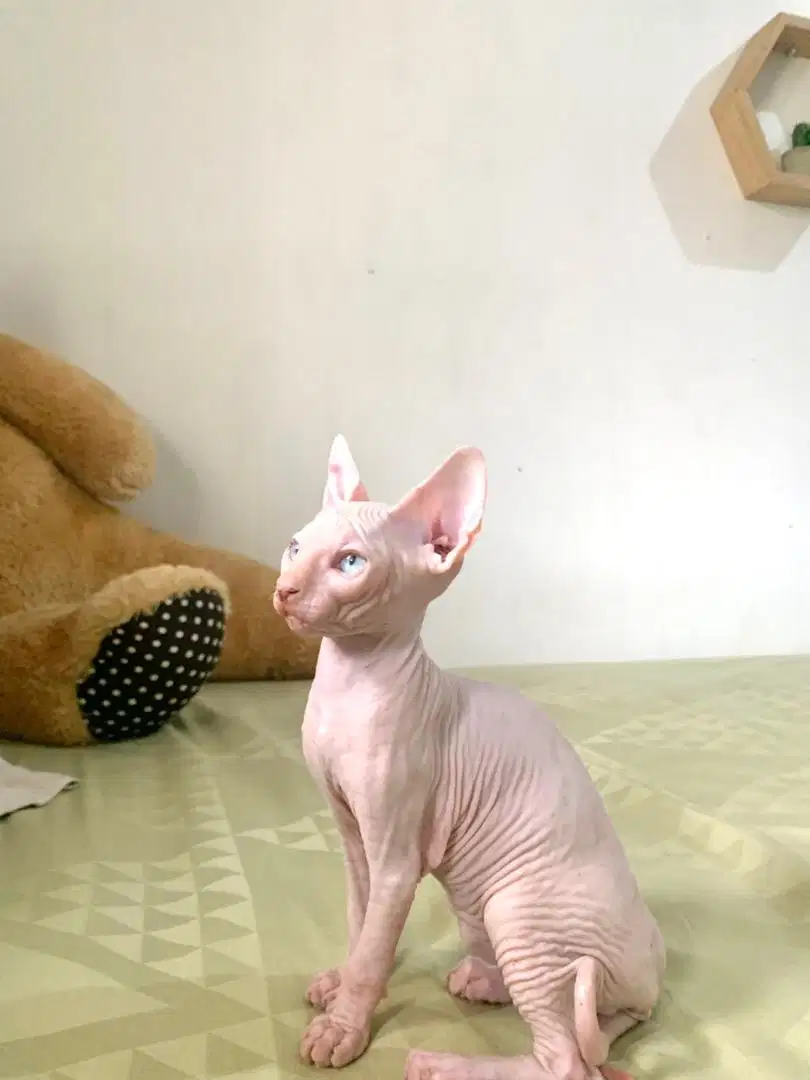 Kucing Sphynx Jantan