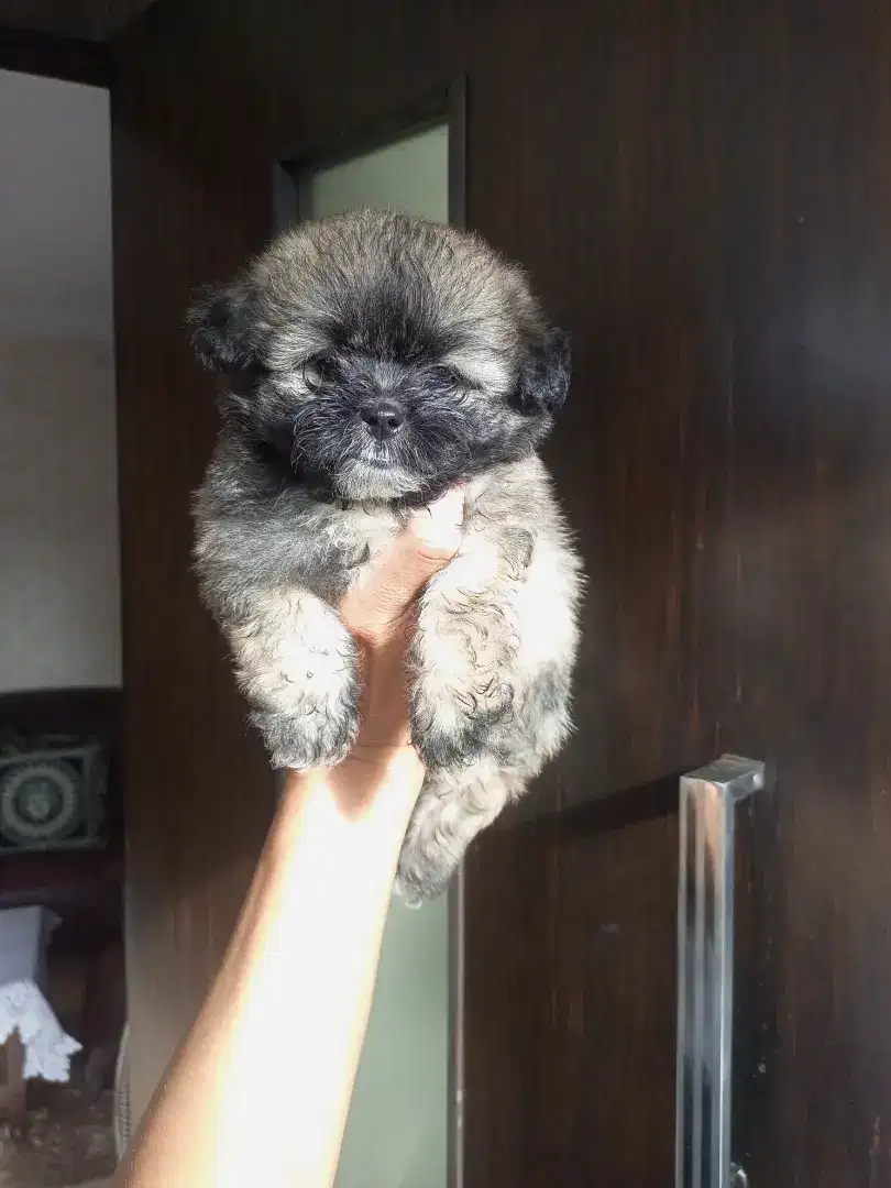 Puppy Shipom jantan