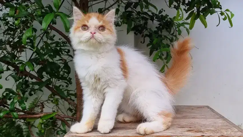 KUCING PERSIA MEDIUM 4BULAN JANTAN FLATNOSE