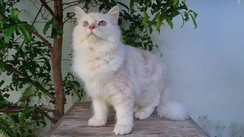 KITTEN PERSIA MEDIUM 5BULAN JANTAN BIGBONE