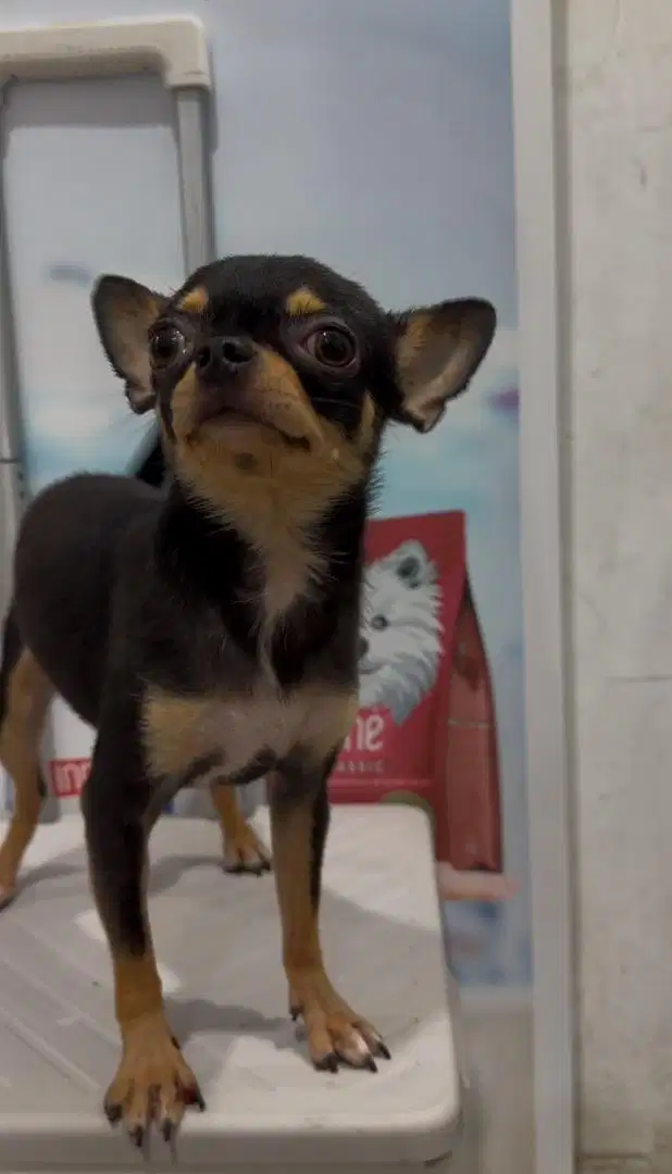 Open stud black tan mini chihuahua