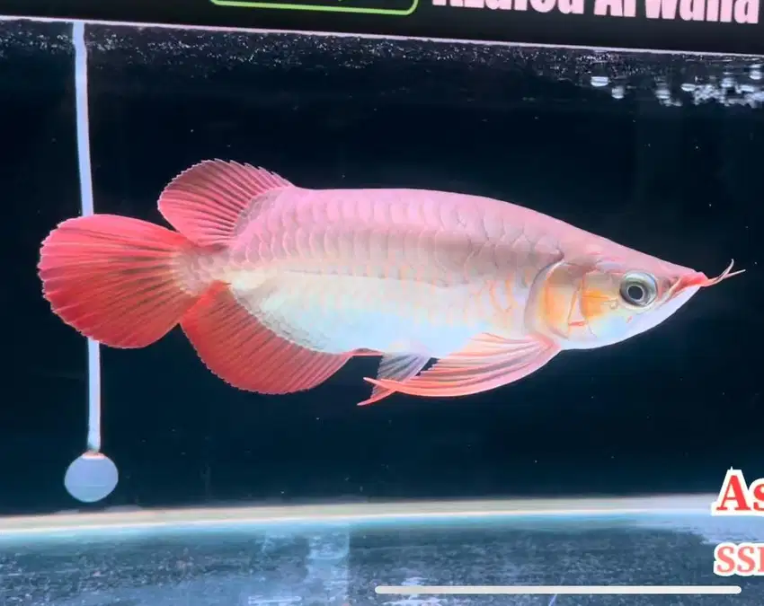 Arwana Super Red SB Spesial anatomi 23cm