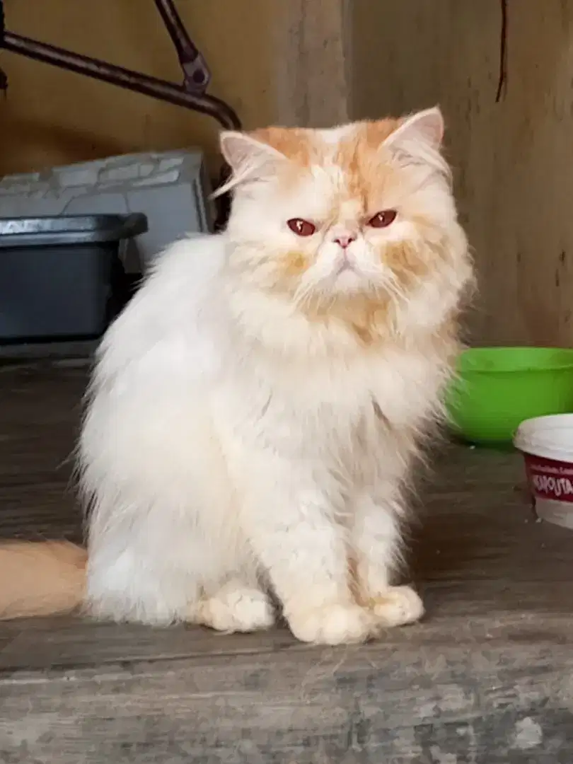 Kucing Persia flatnose