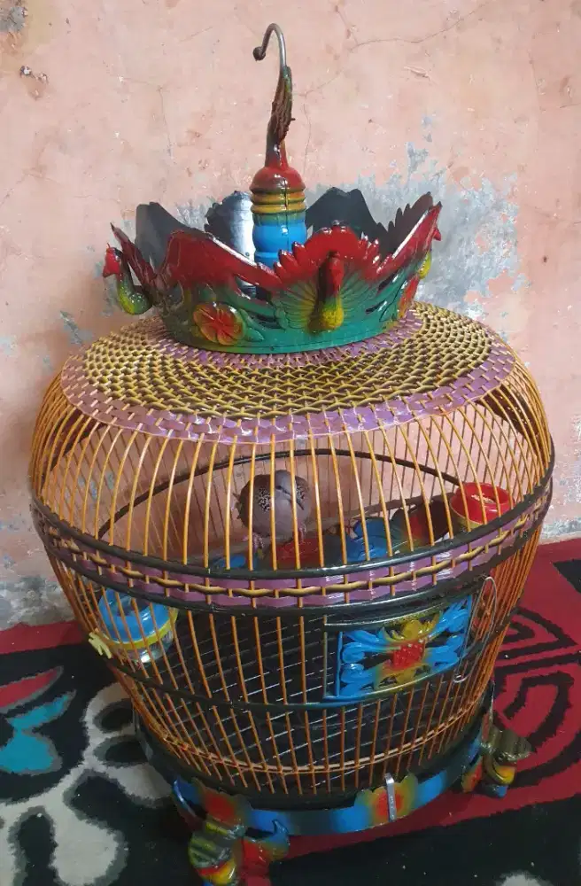 BURUNG TEKUKUR LOKAL KUK 2 KOLEKSI PRIBADI BISA KIRIM INDONESIA