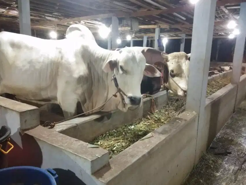 Hewan Qurban sapi Murah berkualitas
