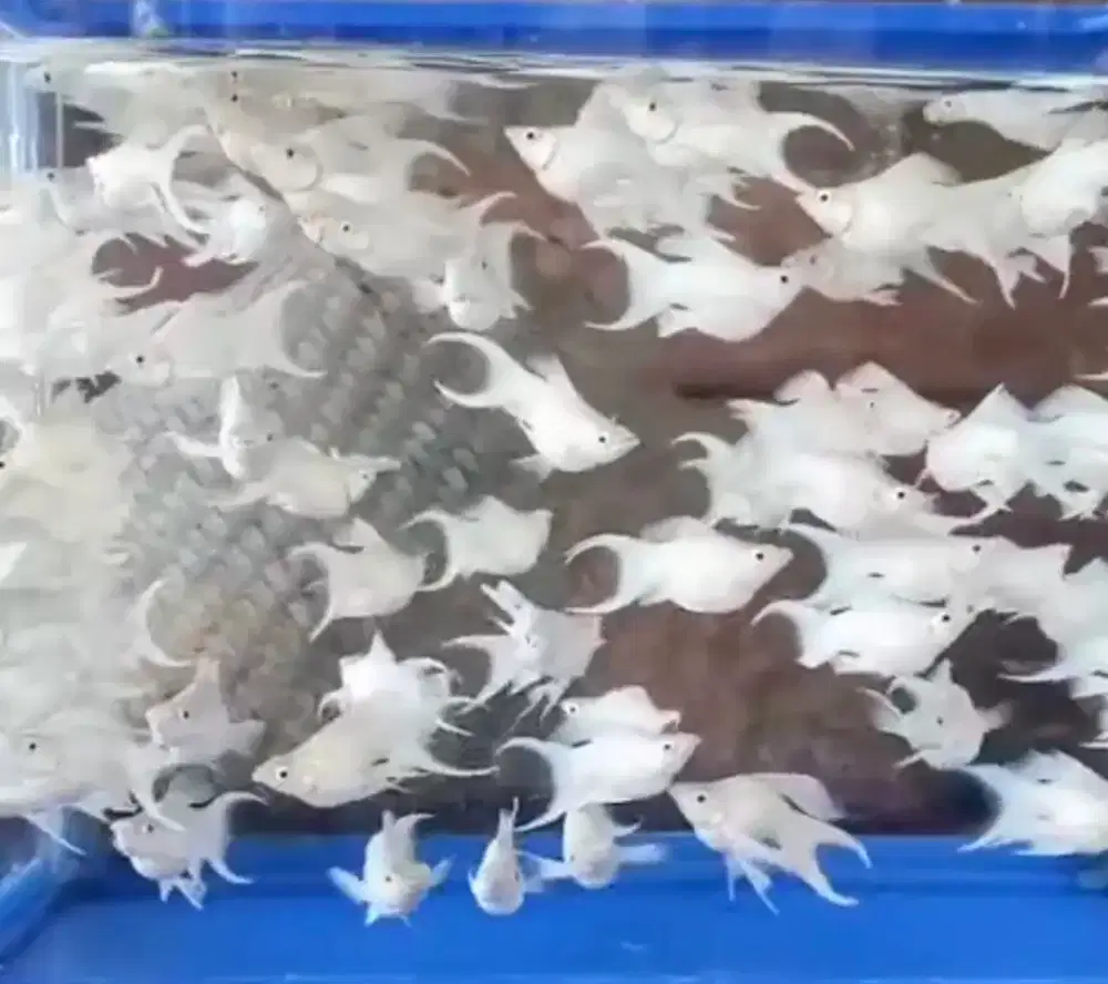 Molly platinum cawang short body