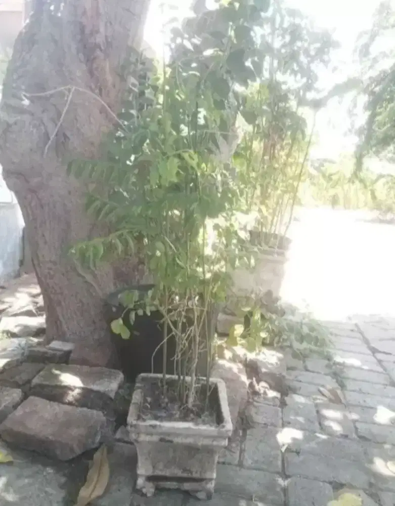 Tanaman daun katuk segar 1m + pot