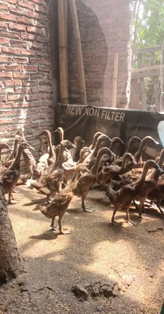 Bebek lokal pedaging upgrade bulan September