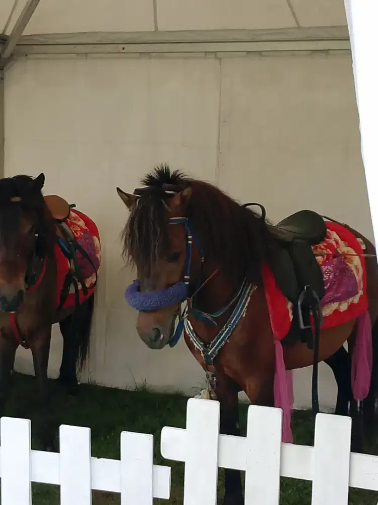 hewan untuk acara binatang untuk acara mini zoo