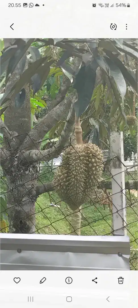 Di jual kebun manggis durian