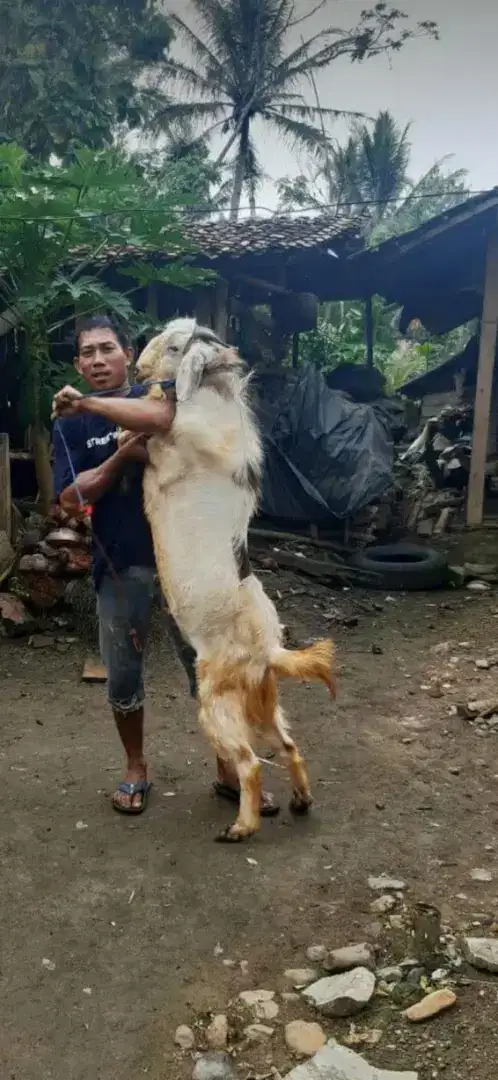 Kambing qurban danAqiqah berkwalitas terbaik 2025