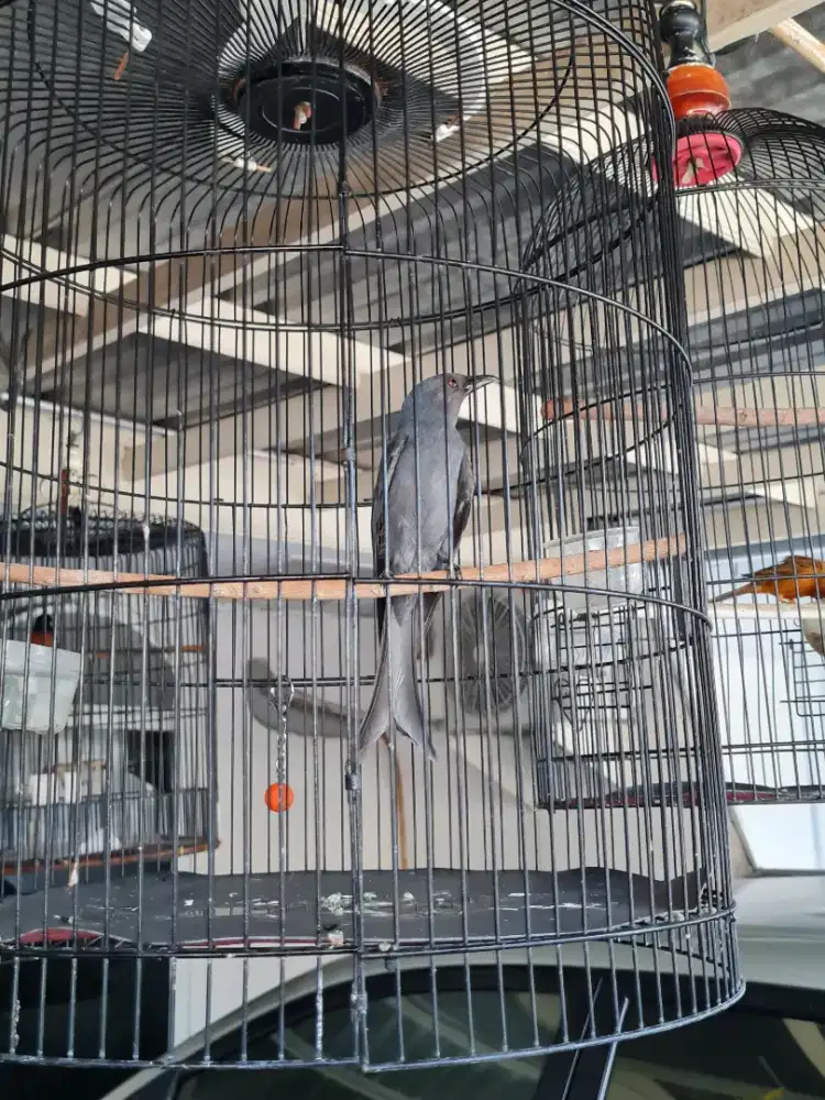 Burung Srigunting Abu Abu