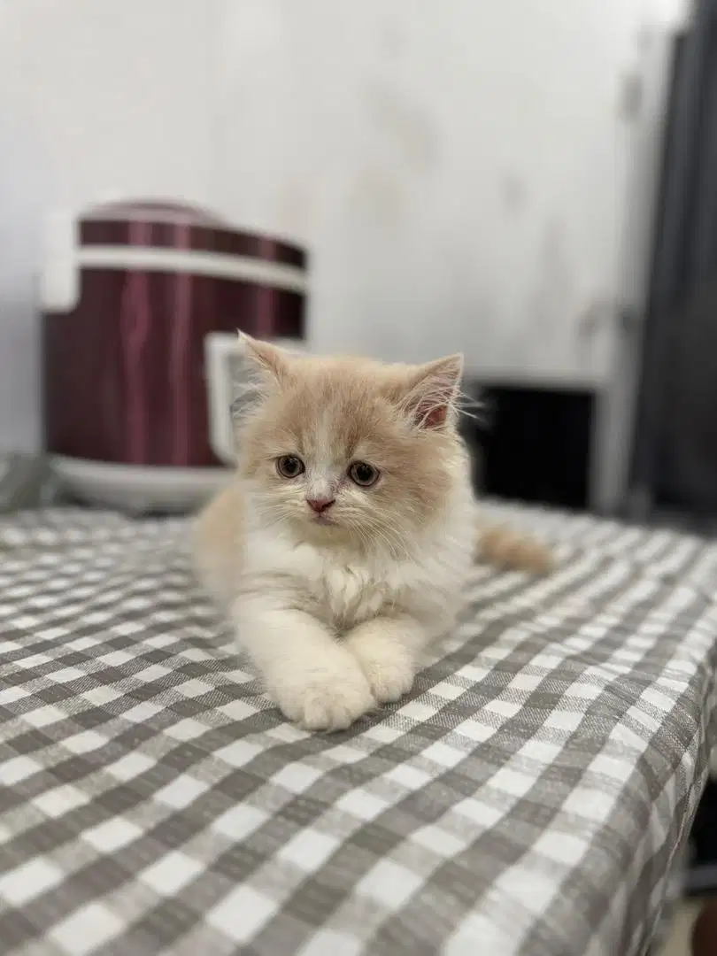 Lepas Adopt Persia Kitten Jantan