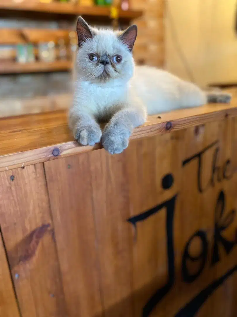 kitten persia peaknose