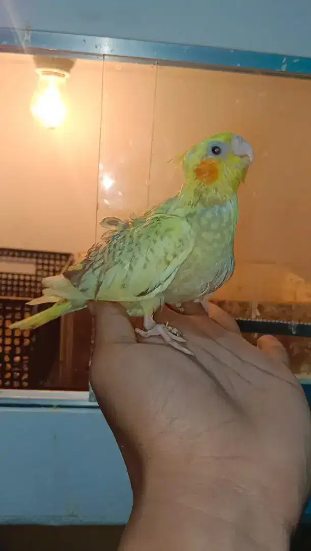 Lolohan falk parkit Australia jinak mainan anak