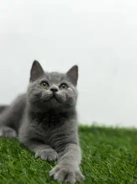 kucing kitten british shorthair jantan garansi 100% asli ya