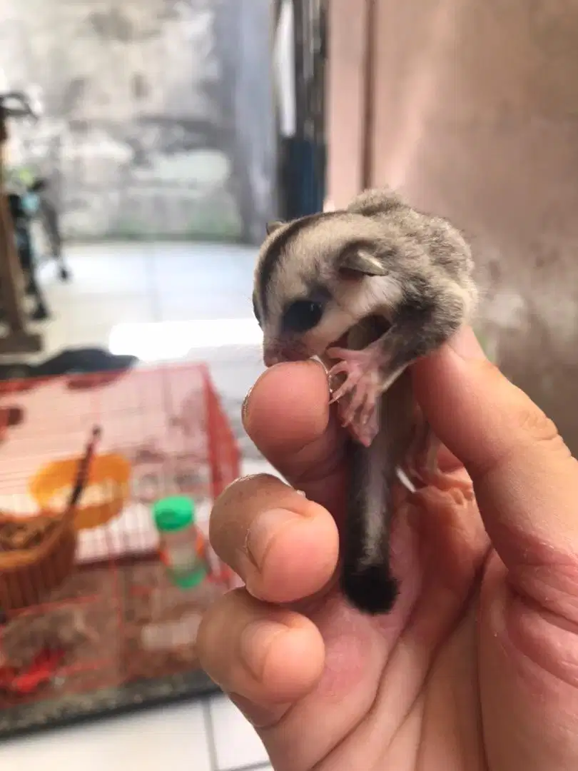 Sugar Glider Wf Joey