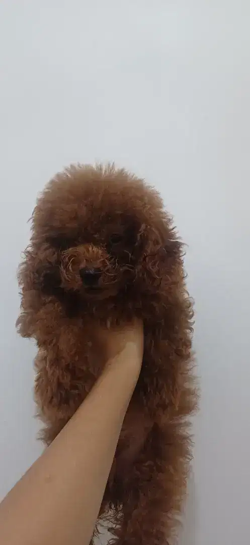 Lepas adopsi Anjing poodle