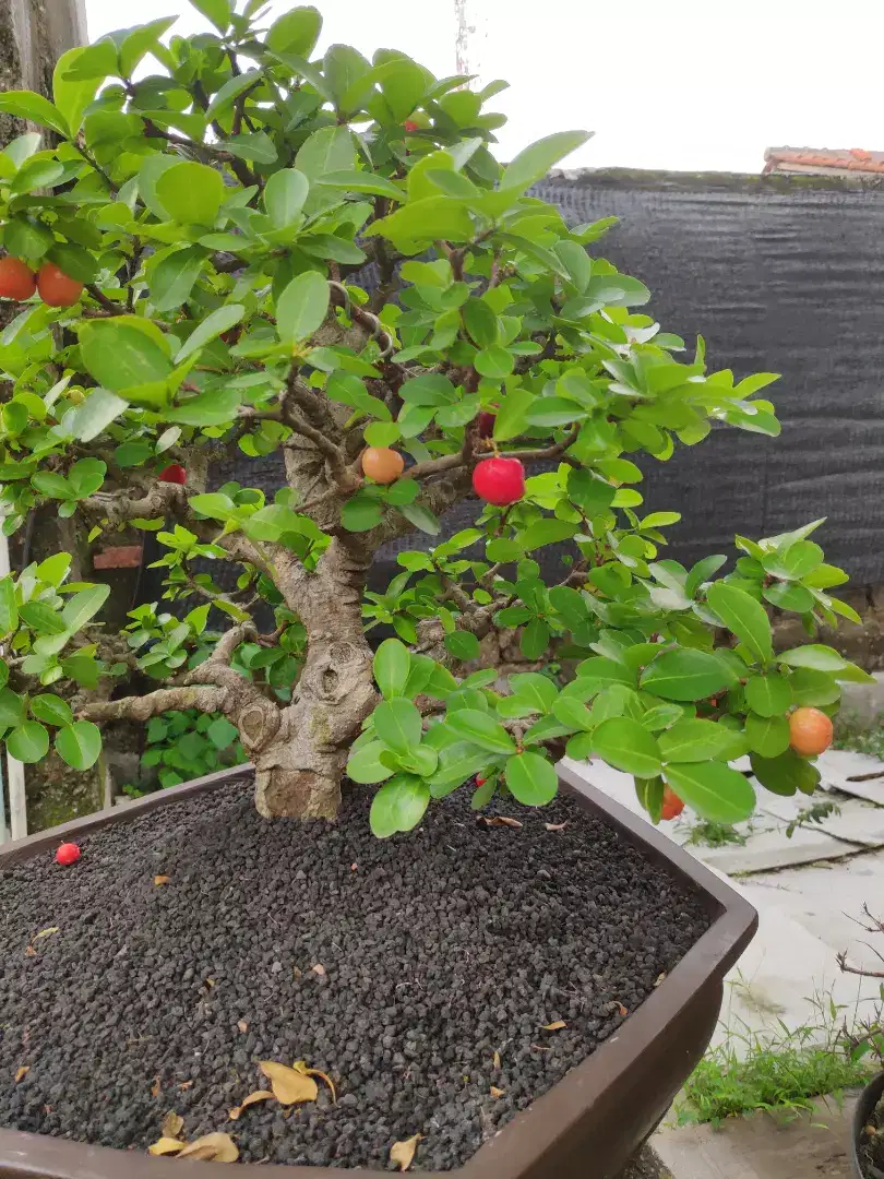 Bonsai sianci dan beringin siap kontes
