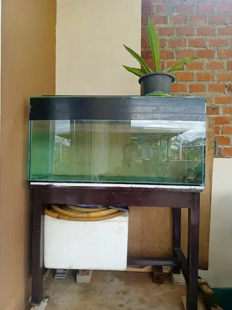 CHANA Red asiatica GAHAR