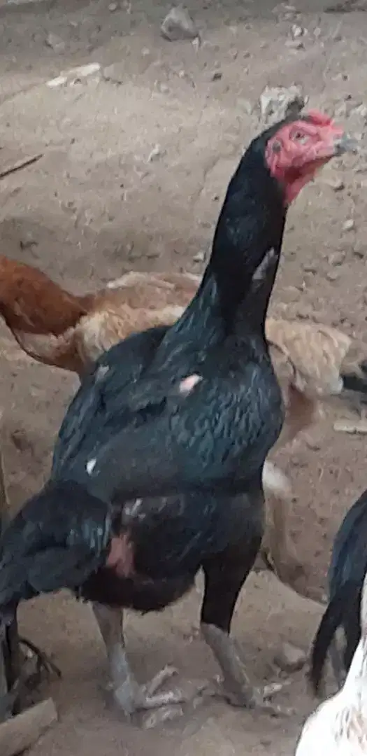 Jual cpt 2 induk ayam bangkok jumbo