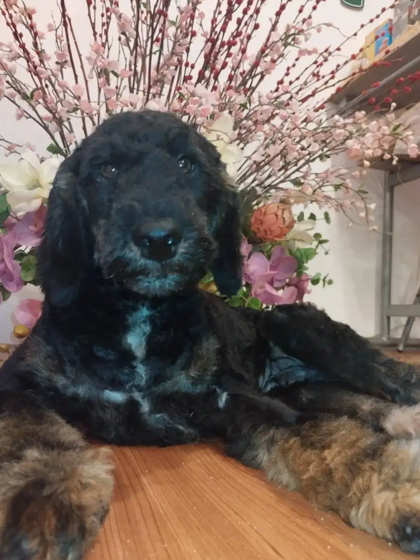 Dijual Anjing Pudel umur 6 bulan sudah VAKSIN