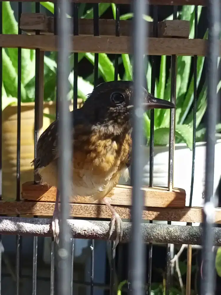 Murai Medan Anakan Trotol Jantan