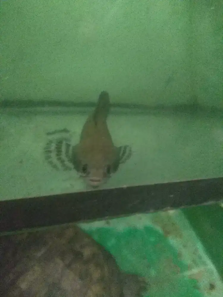 Channa Bluepulcra ±10cm galak