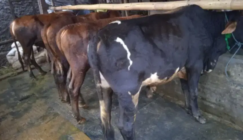 Di jual sapi pegon