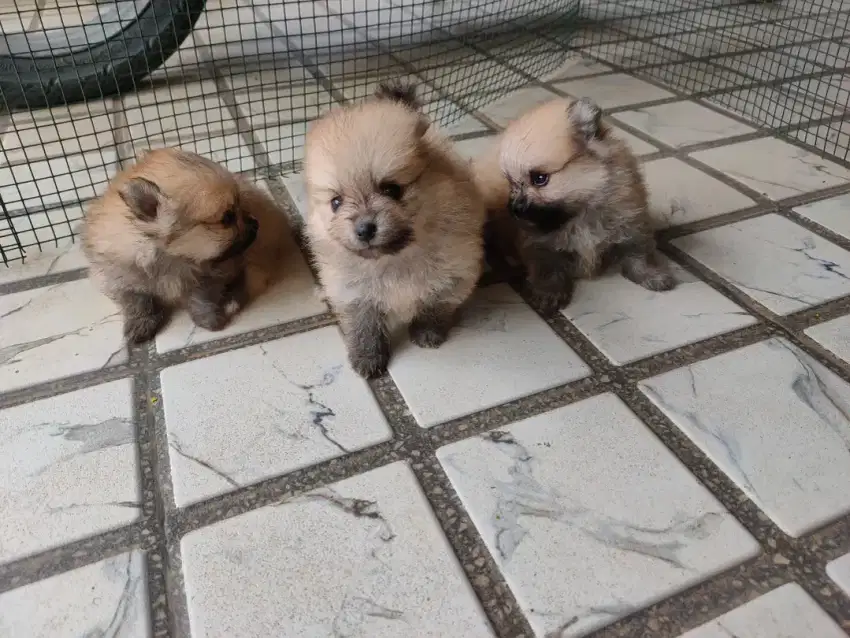 Minipom puppy asli