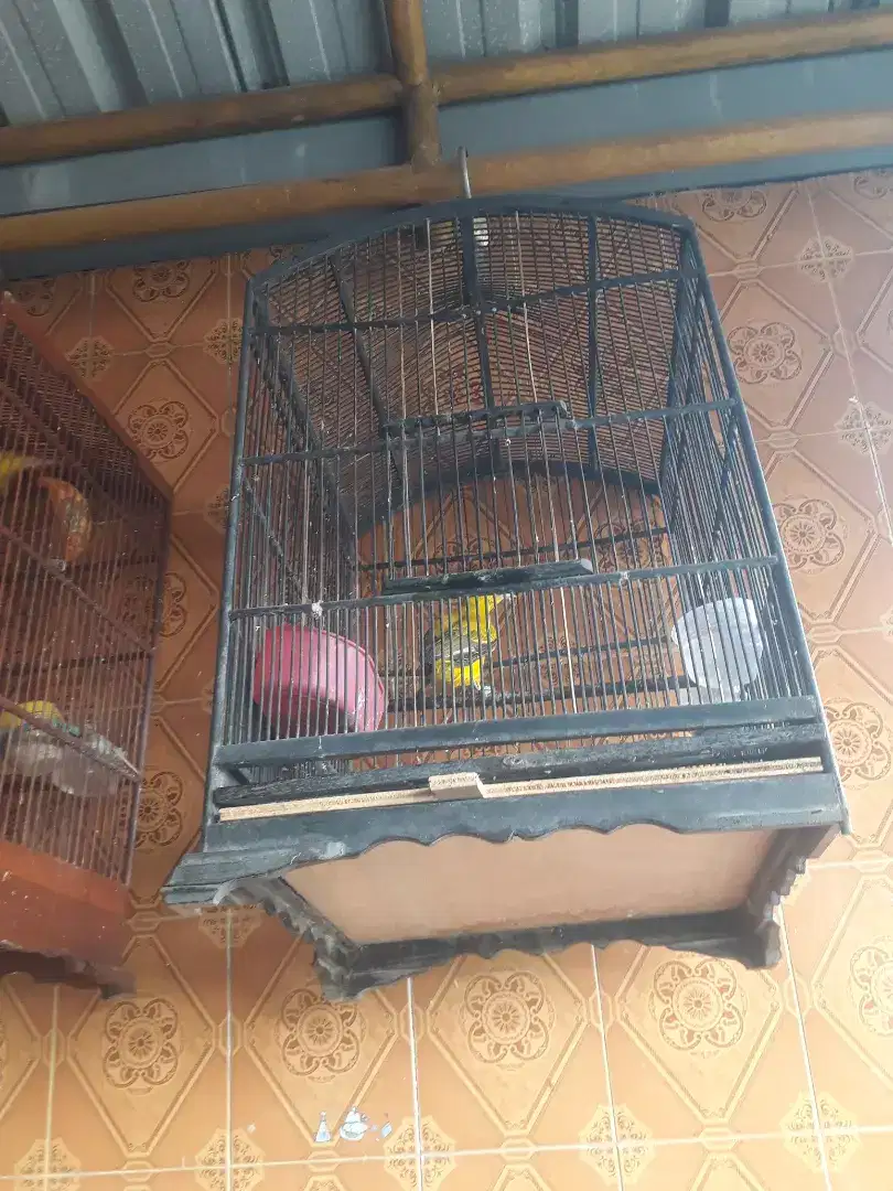 Kepodang trotolan