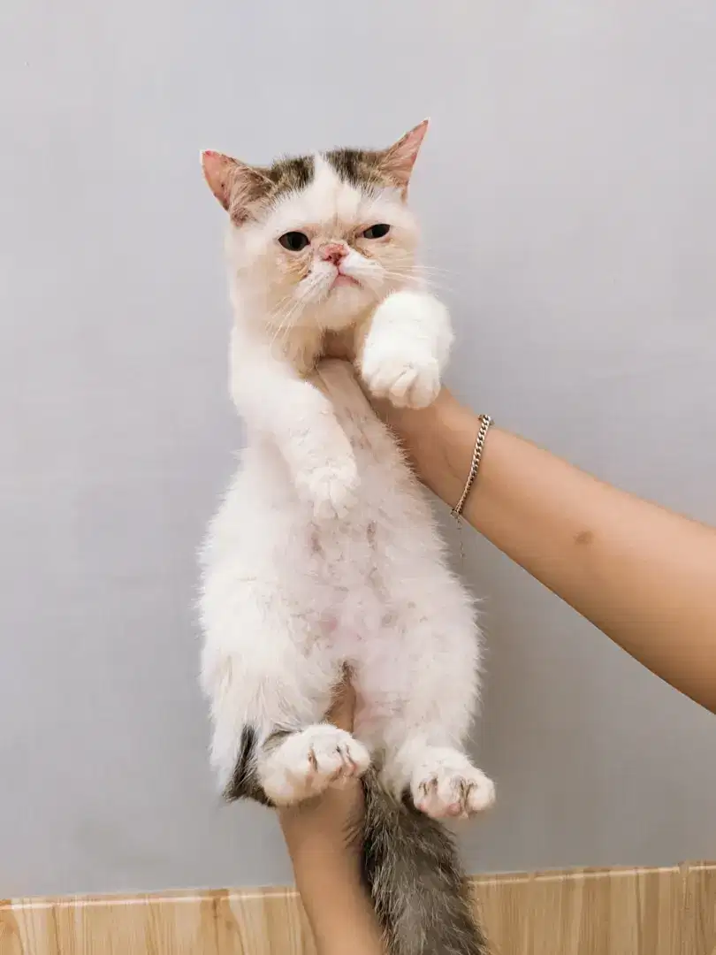 Kucing kitten PERSIA peaknose