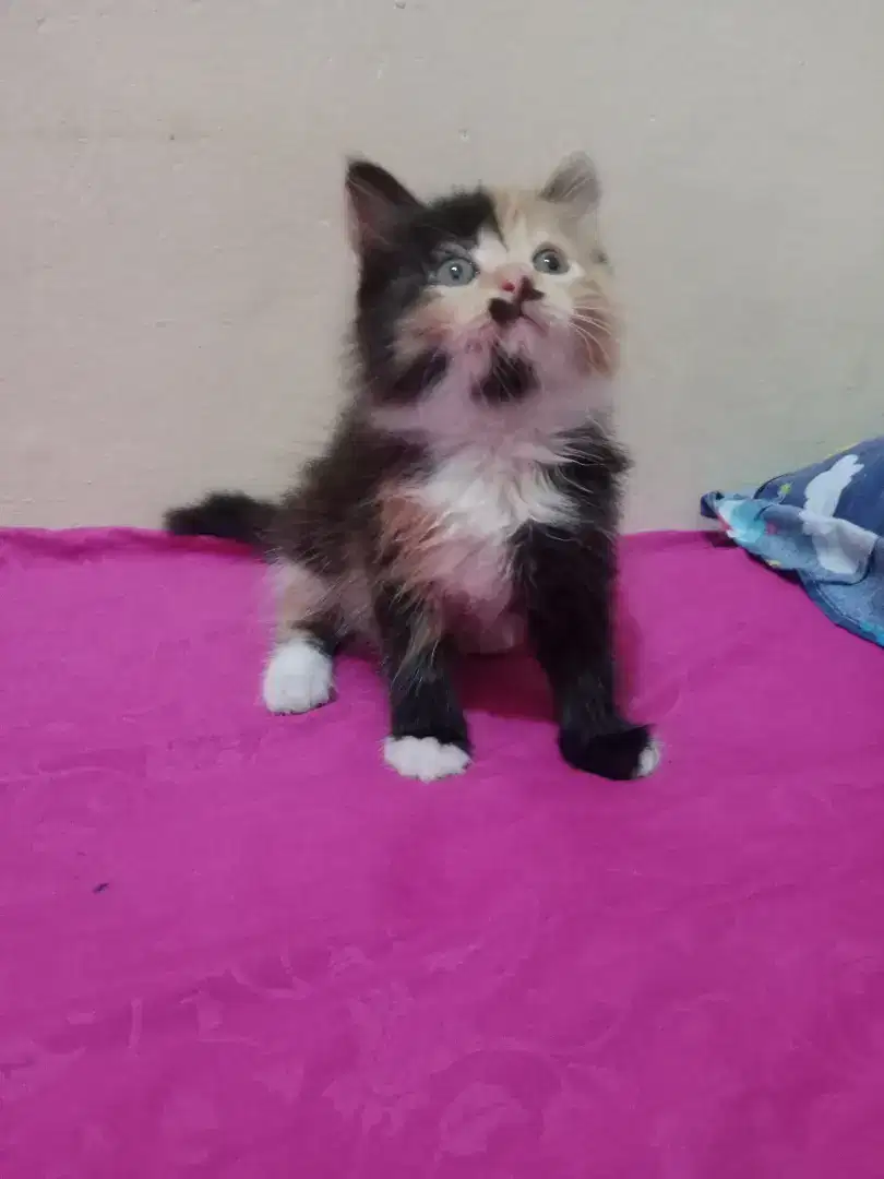 Persia kitten calico