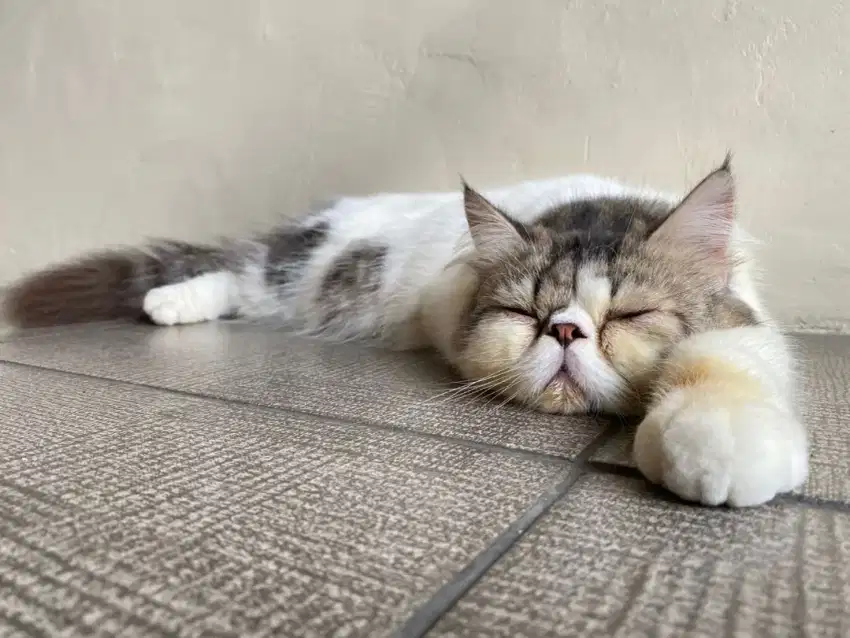 Kucing persia peaknose