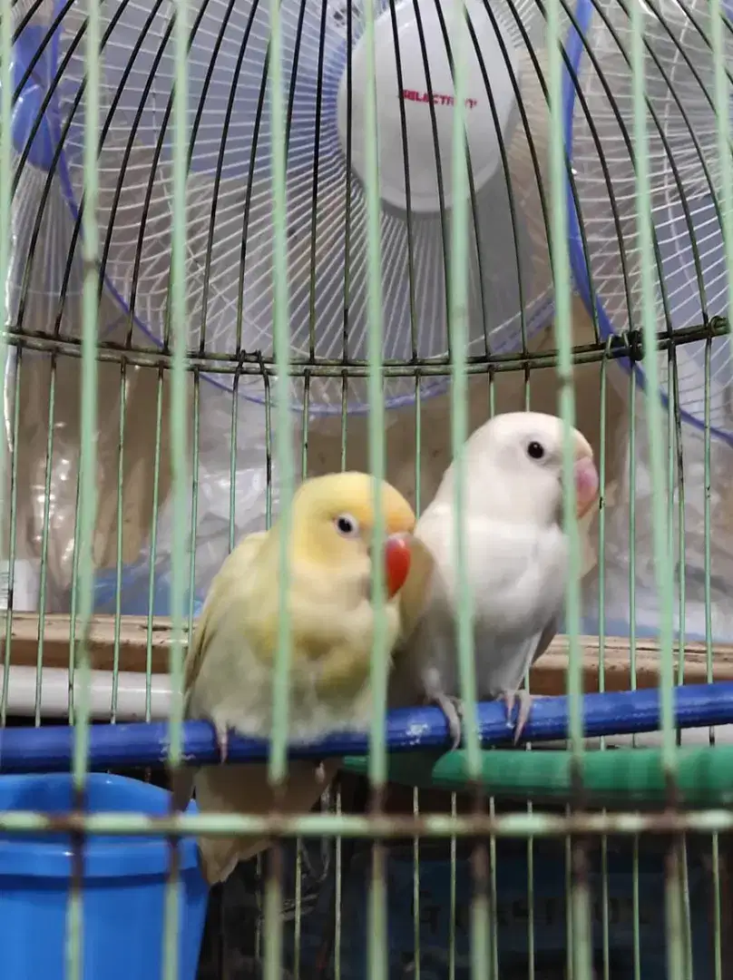 LOVEBIRD SEPASANG SIAPAN 6 BULAN - ALBINO MH X PB PASTEL