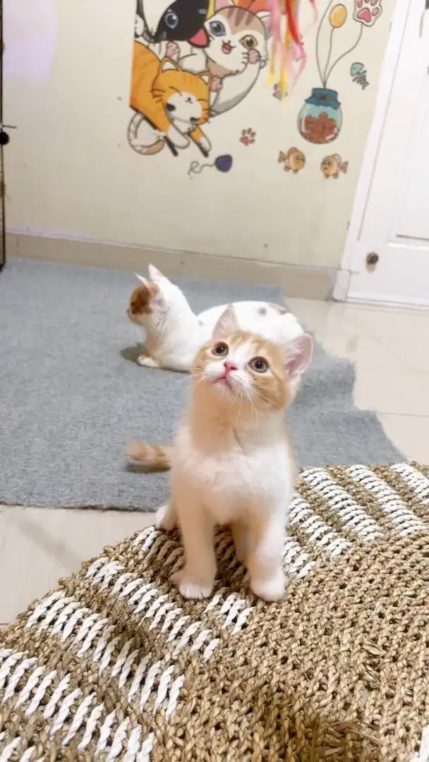 Kitten BSH Munchkin NS Red Tabby ( tidak cebol ) Jantan