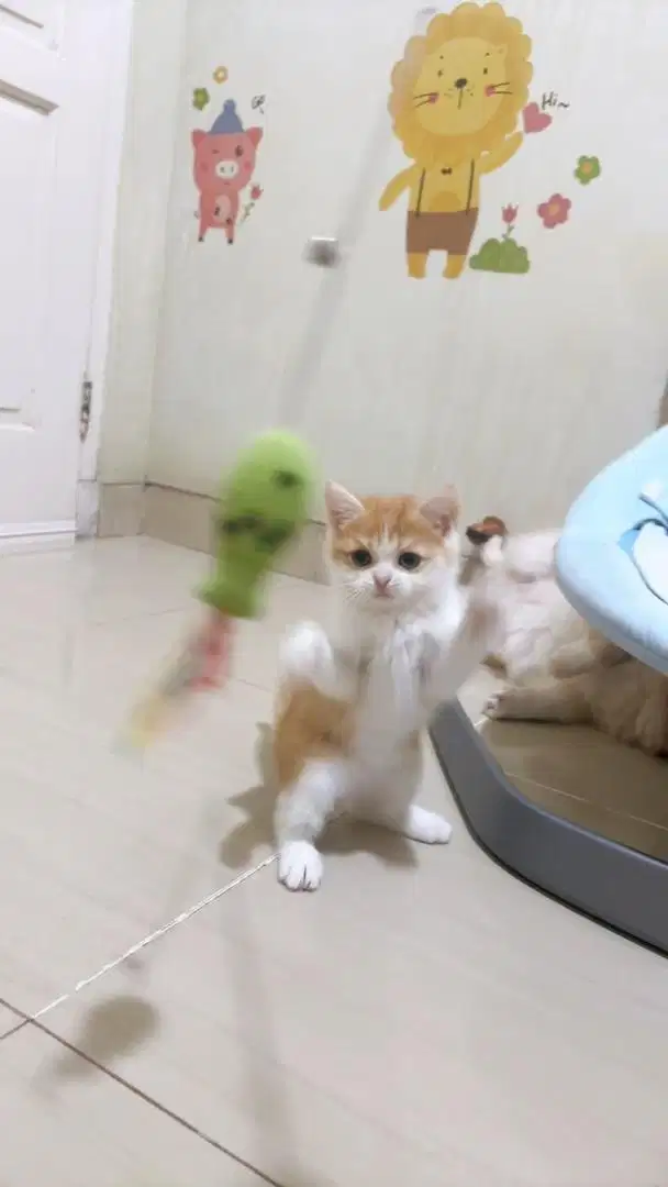 Kitten BSH Munchkin NS red tabby ( Jantan )