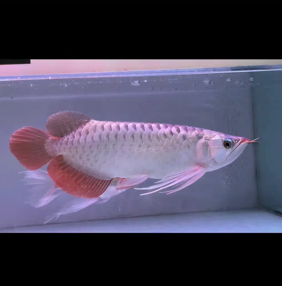 Ikan arwana super red spauk 35cm