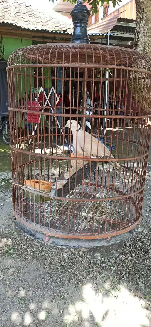 puter pelung jantan gacor