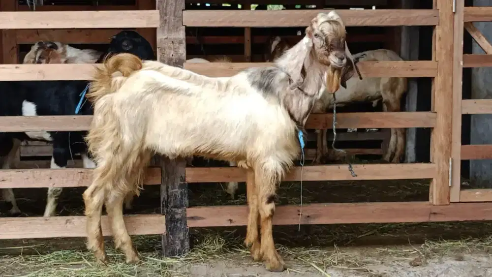 Jual kambing domba qurban, aqiqah, hidup / potong dll gratis ongkir