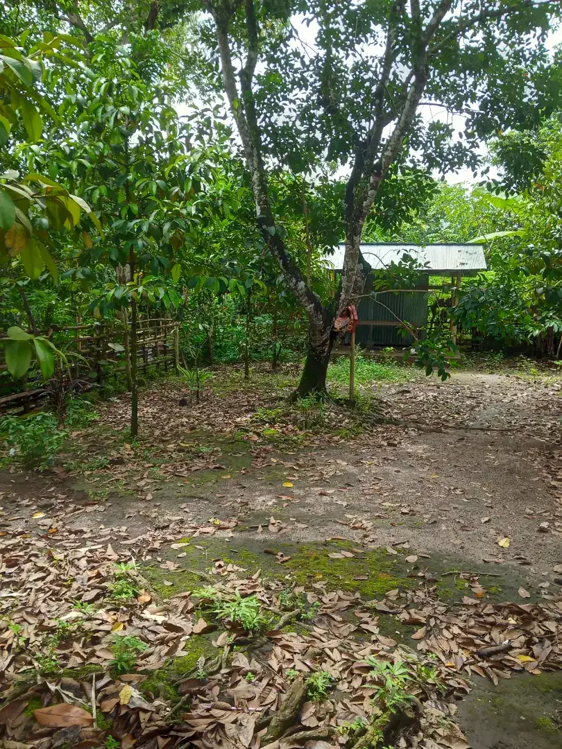 Tanah 2,35 are   desa honor Lingsar , Lombok Barat