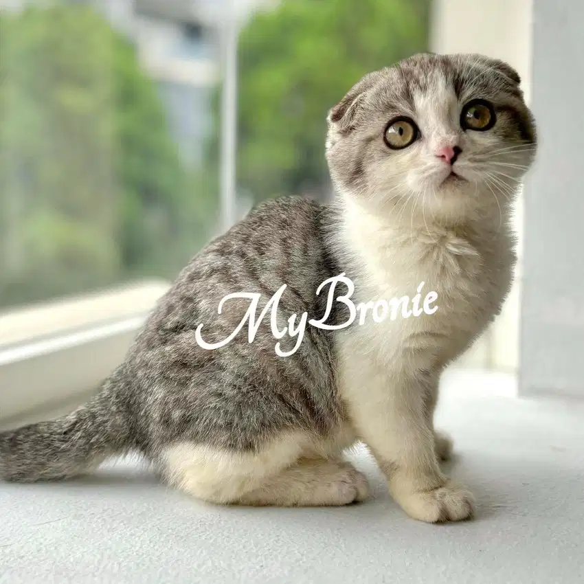 Kucing scottish triple fold jantan anak import