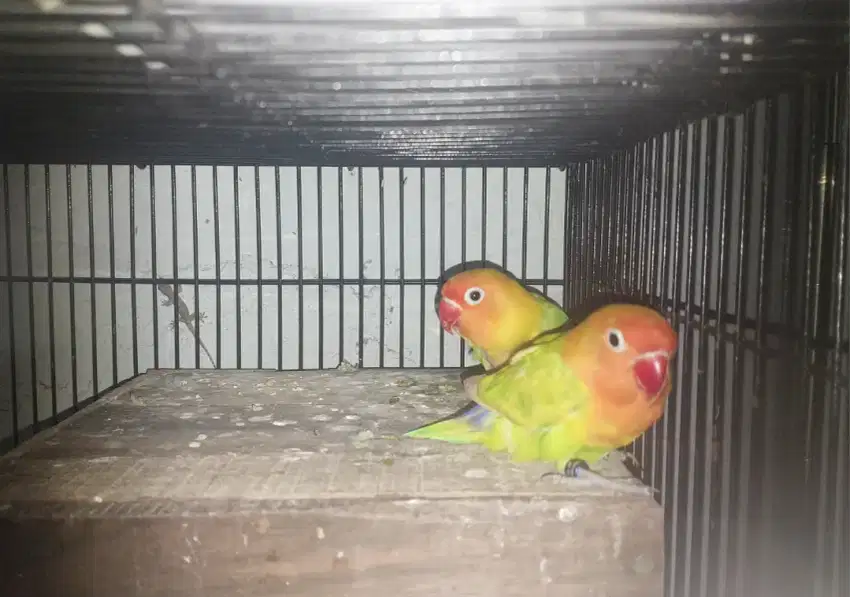 Lovebird pastel/yf jodohan duda x prawan