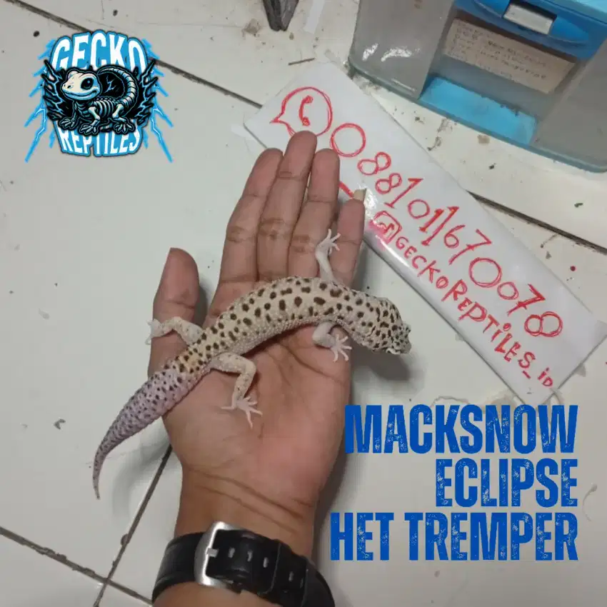 Macksnow Eclipse Het Tremper - Dewasa Leopard Gecko